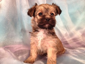 Male Snorkie Puppy #11|South of Minnesota|For Sale|Snorkie Breeder